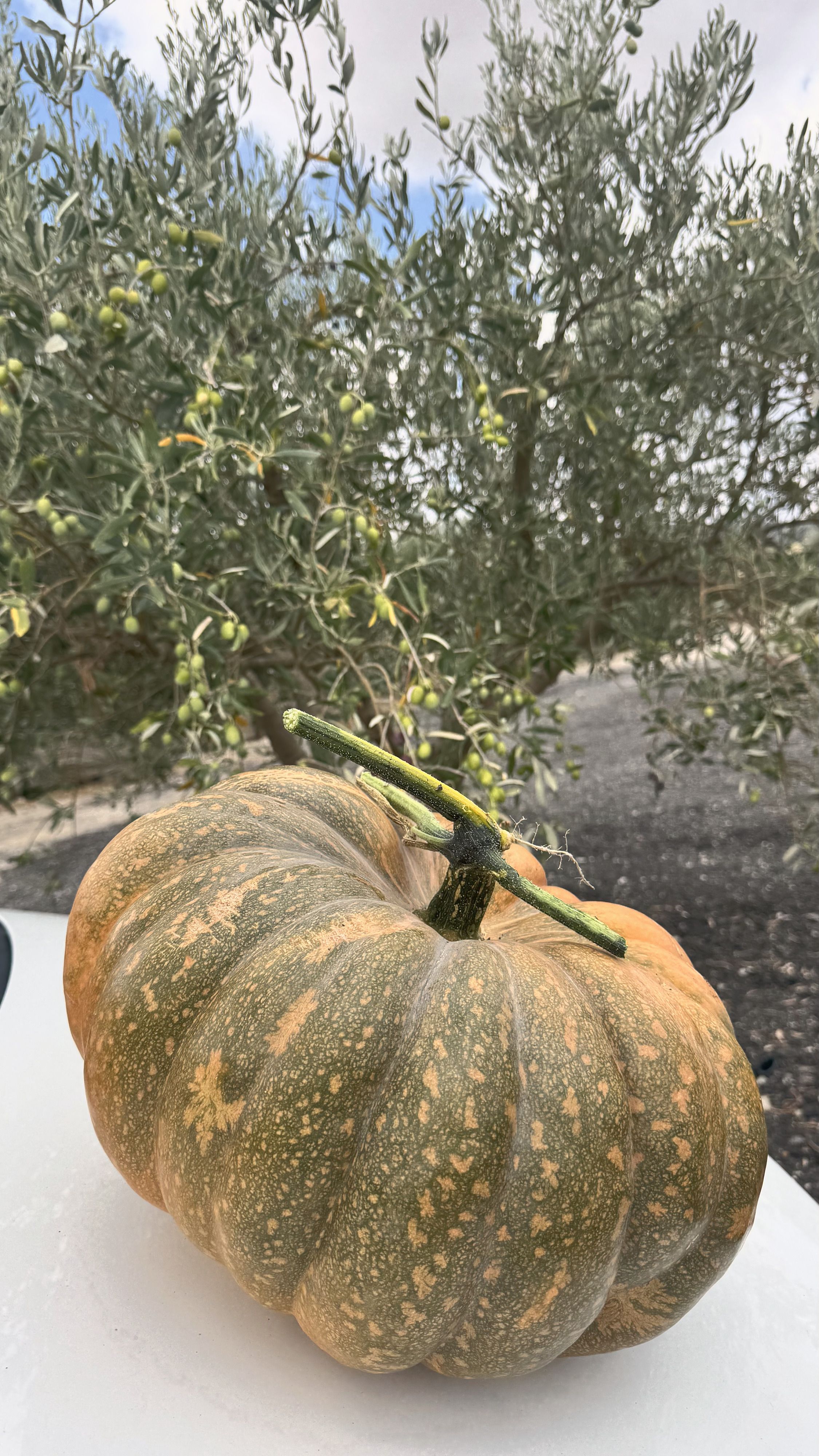Una zucca appena raccolta sotto gli ulivi